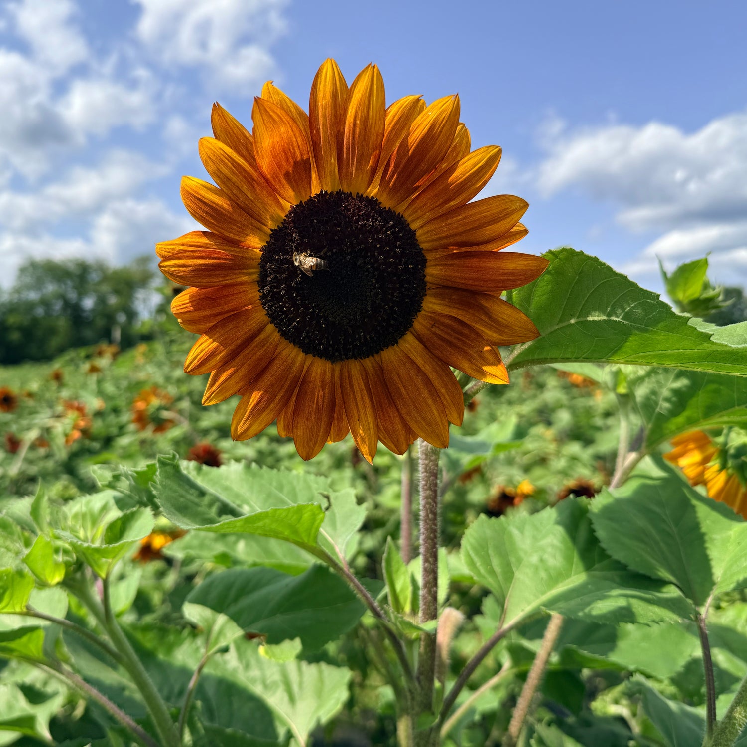 Velvet Queen Sunflower