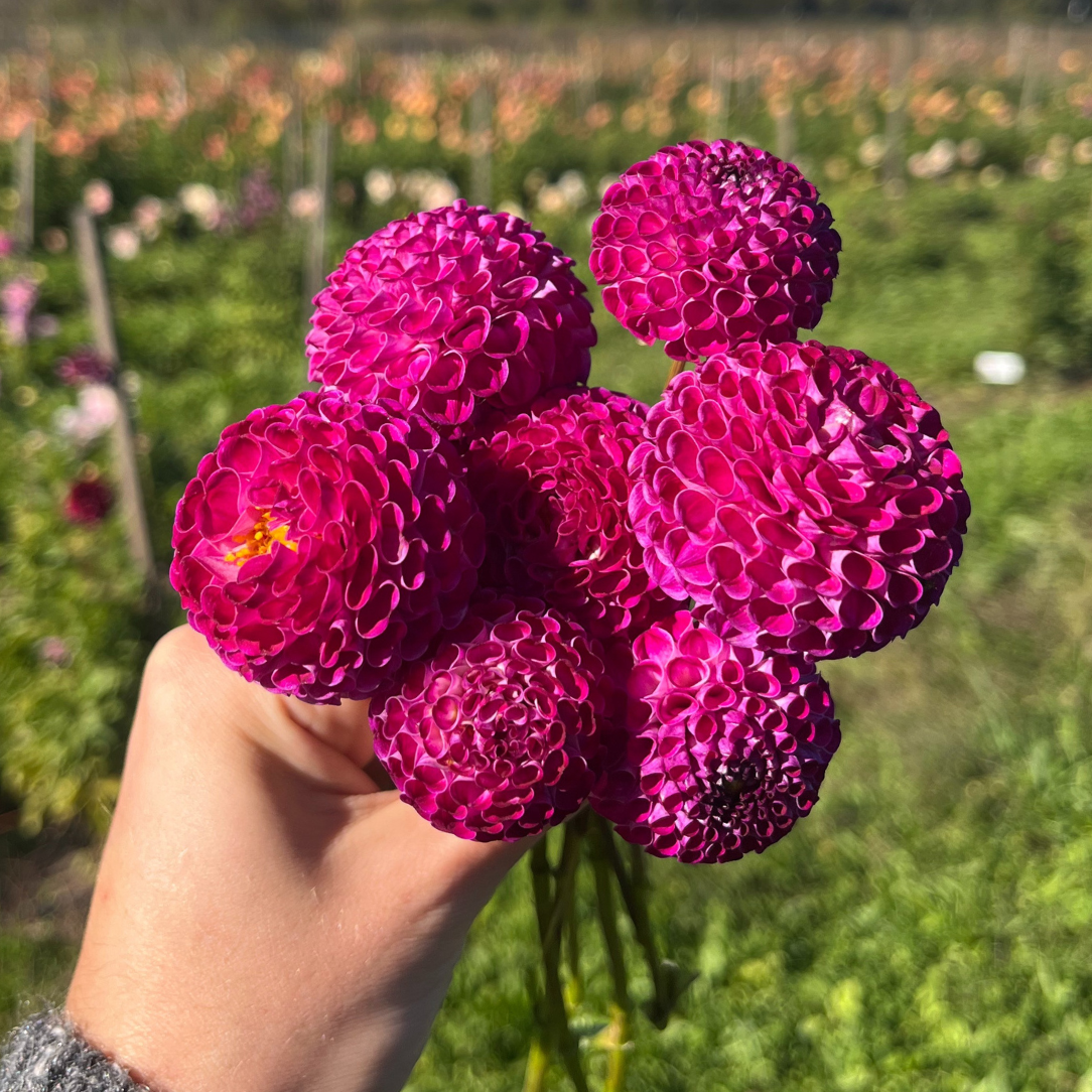 Willo Violet Dahlia Tuber