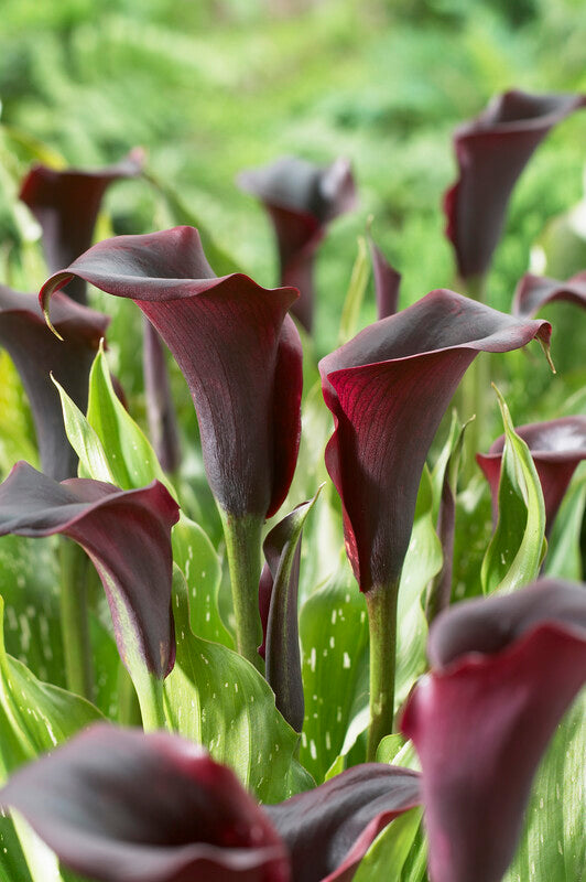 Schwarzwalder Calla Lily