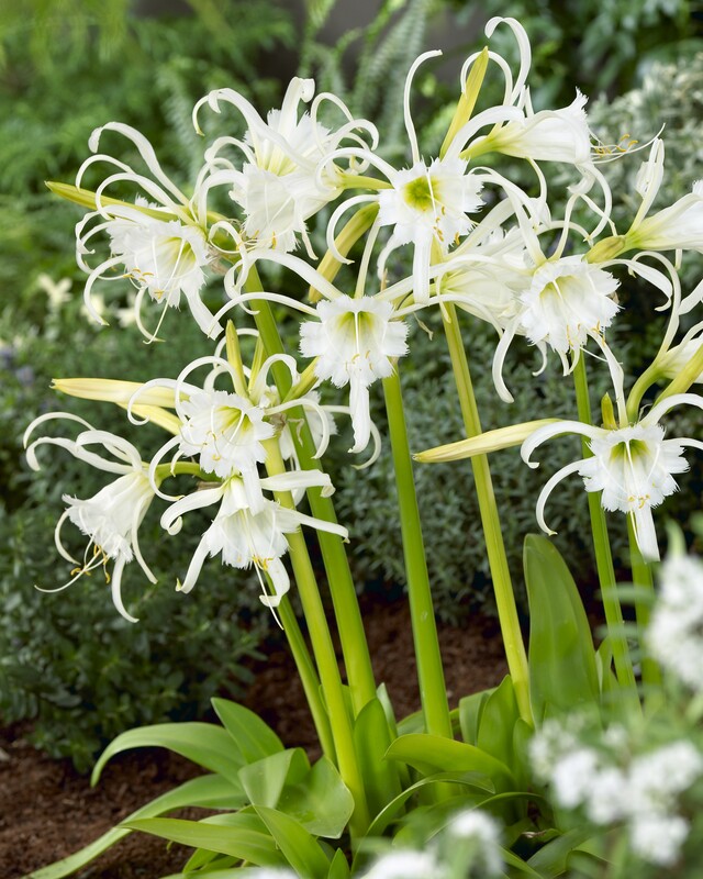 Hymenocallis &