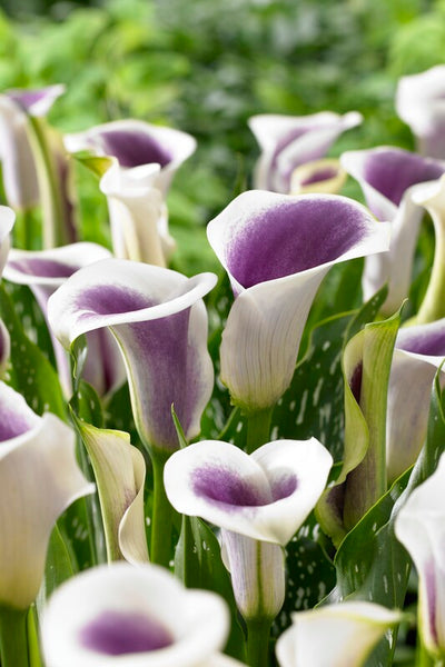 picasso lily flower Picasso Calla Lily