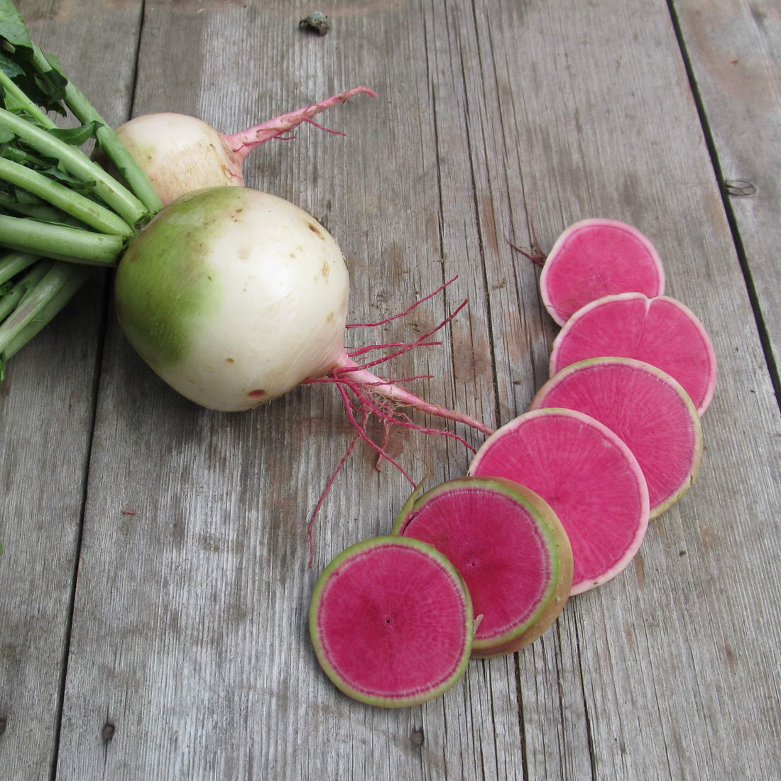 Watermelon Radish