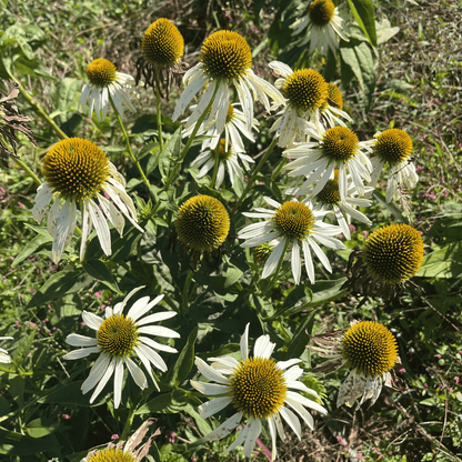 green echinacea seeds White Swan Echinacea