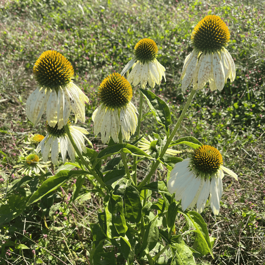 White Swan Echinacea