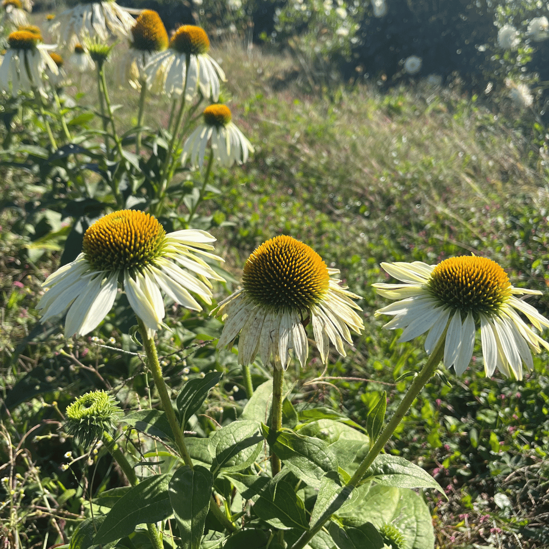 White Swan Echinacea