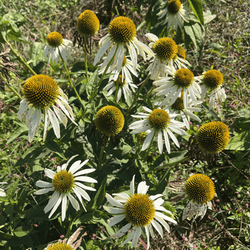 Echinacea