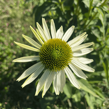 growing echinacea white swan from seed White Swan Echinacea