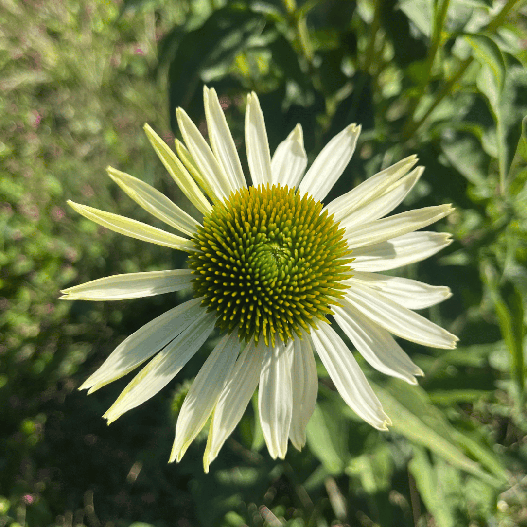 White Swan Echinacea