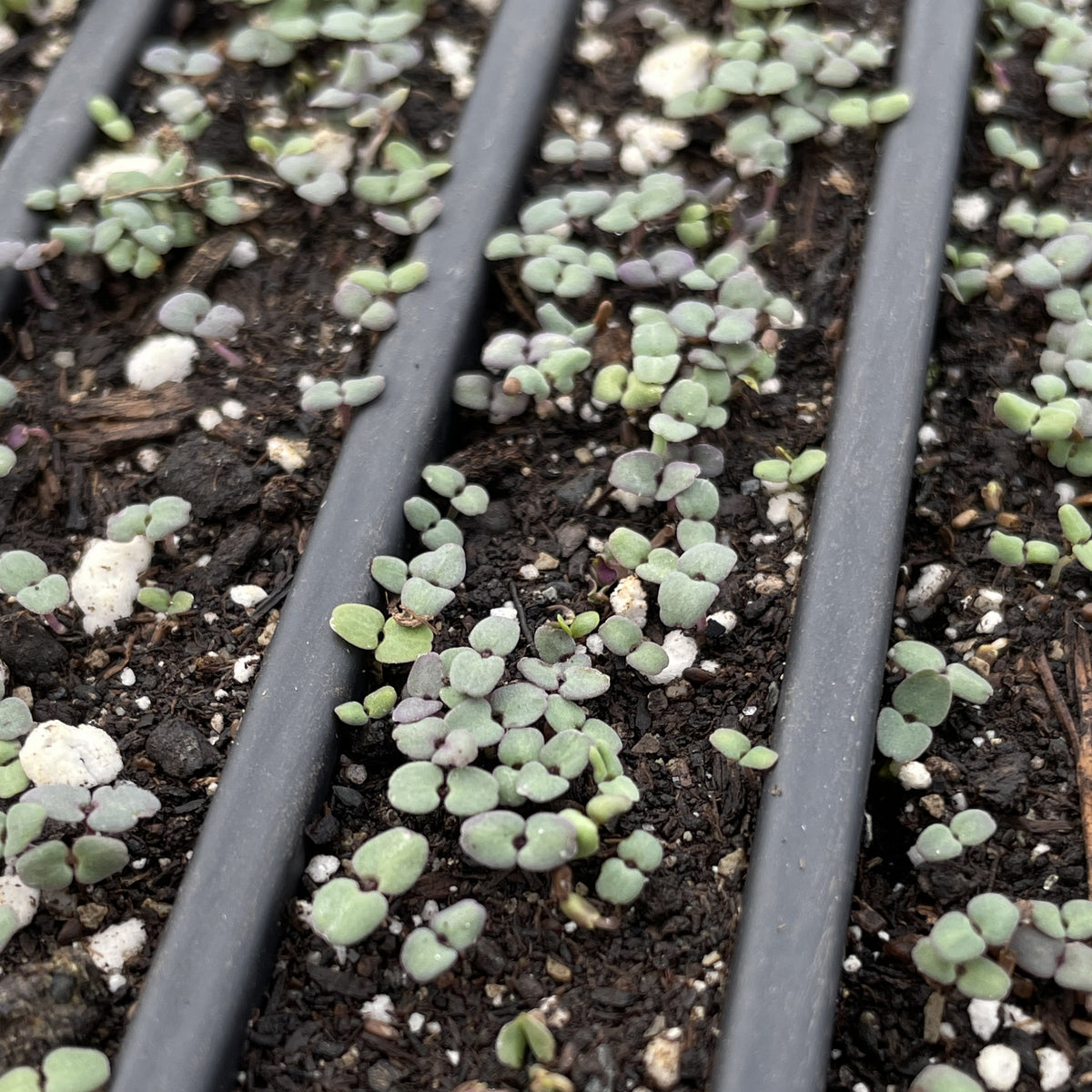 Wild Bergamot Seedlings