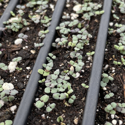 Wild Bergamot Seedlings