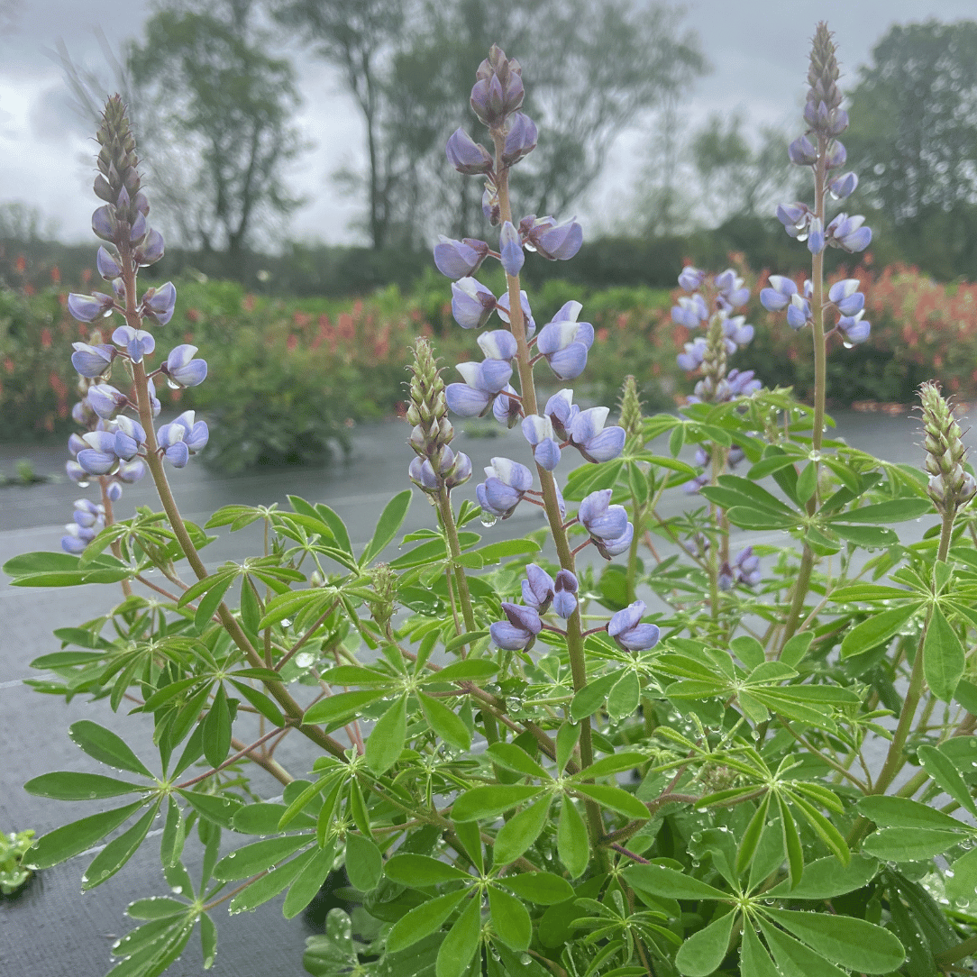 Wild Lupine - PollinateHV Local Ecotype
