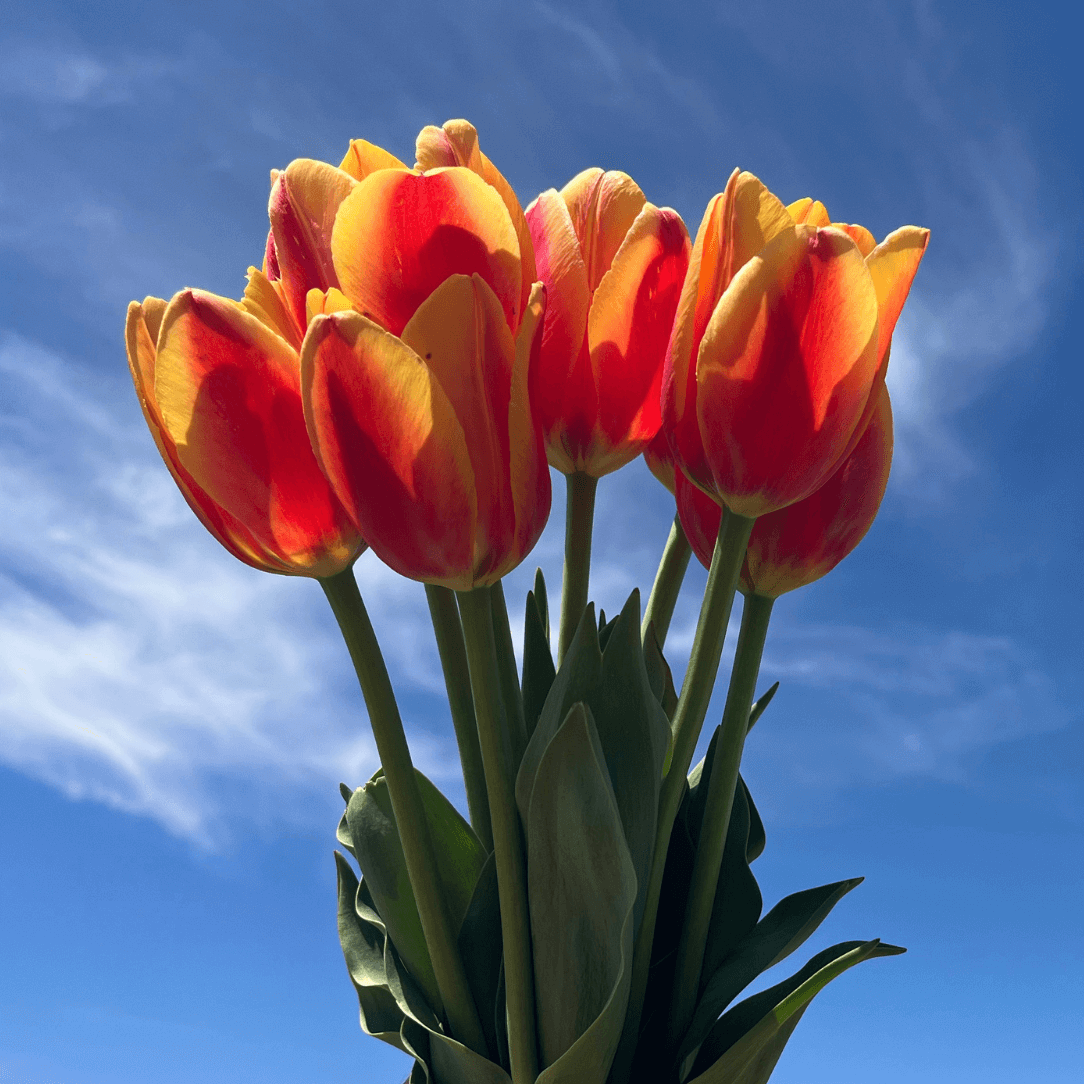 Tulip &