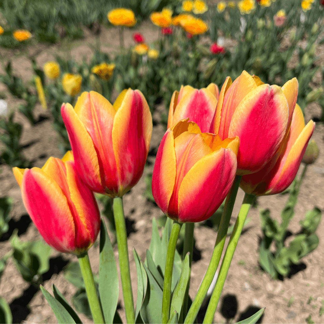 Tulip &