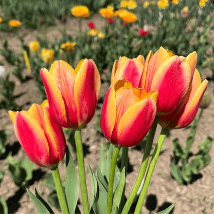 Tulip &