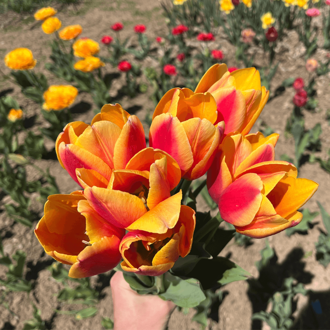 Tulip &