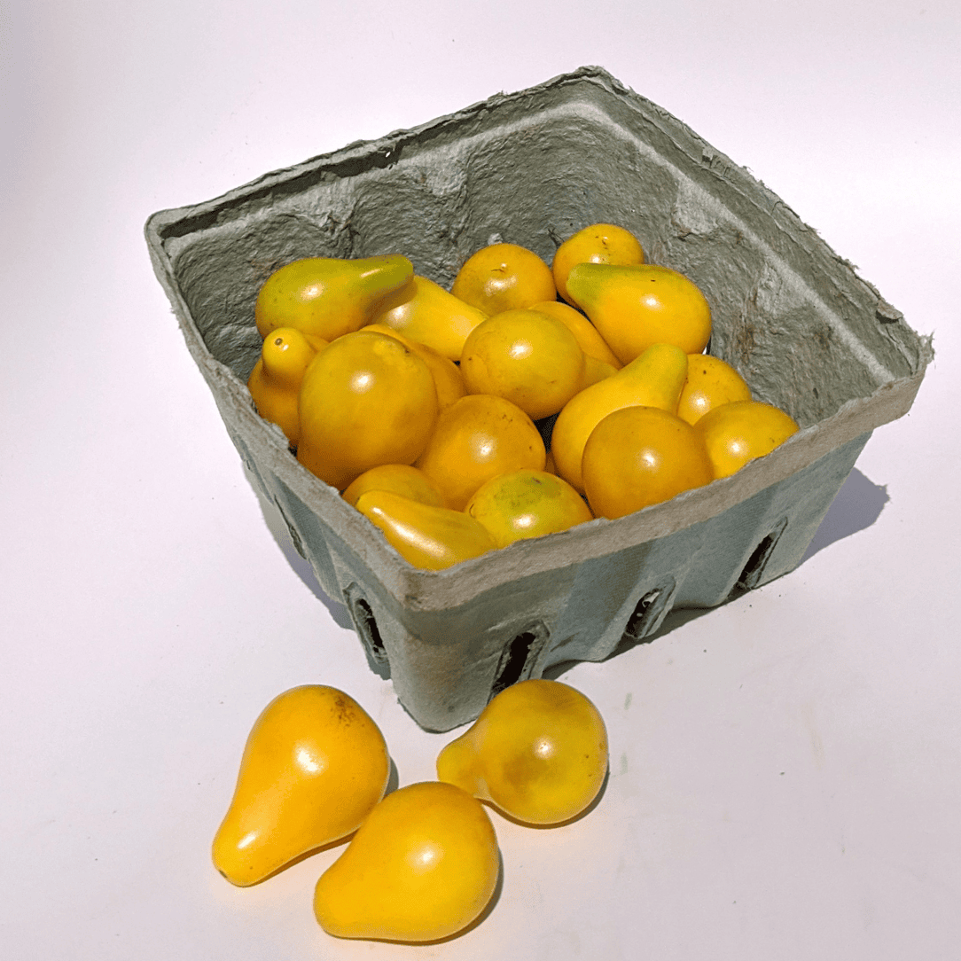 Yellow Pear Cherry Tomato