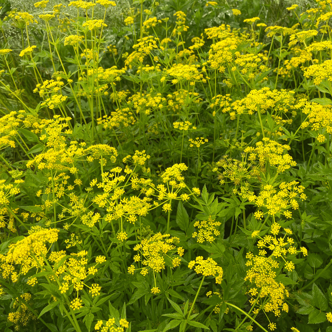Golden Alexanders - PollinateHV Local Ecotype