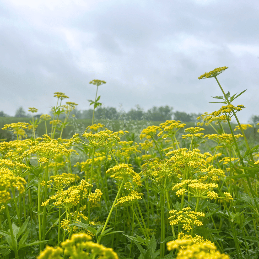 alexanders plant seeds Golden Alexanders - PollinateHV Local Ecotype