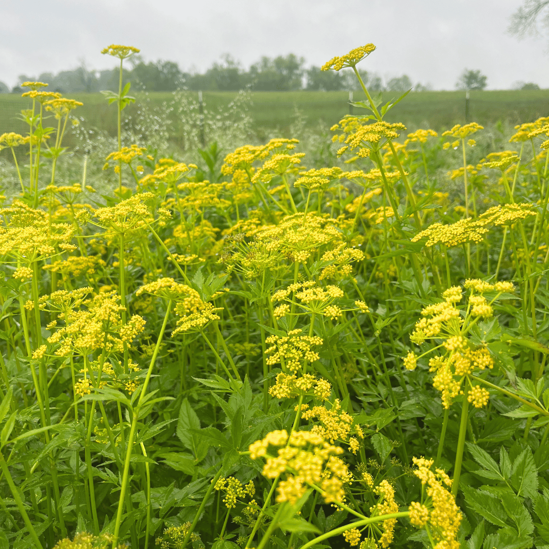 Golden Alexanders - PollinateHV Local Ecotype