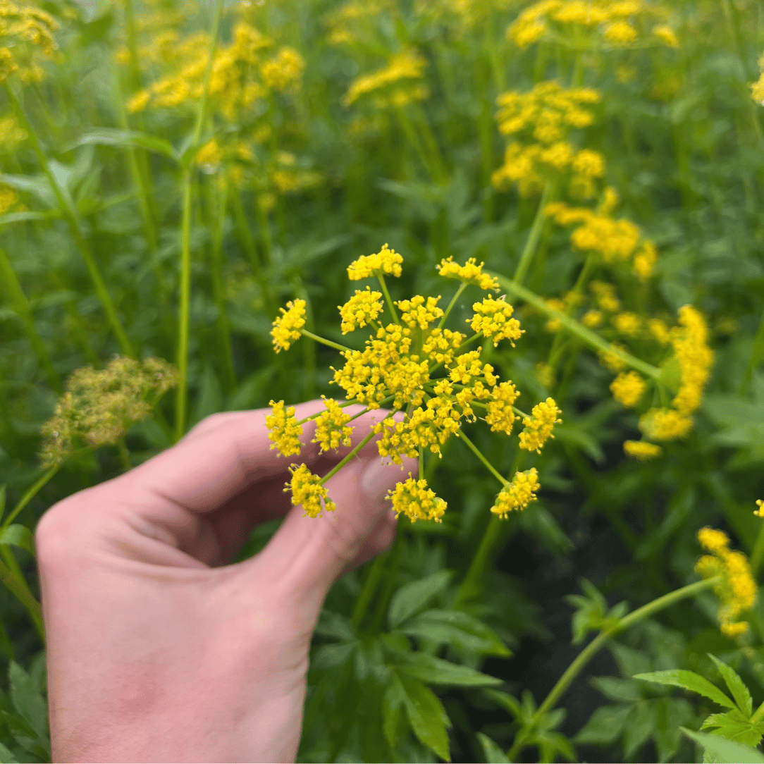 golden seed plant Golden Alexanders - PollinateHV Local Ecotype