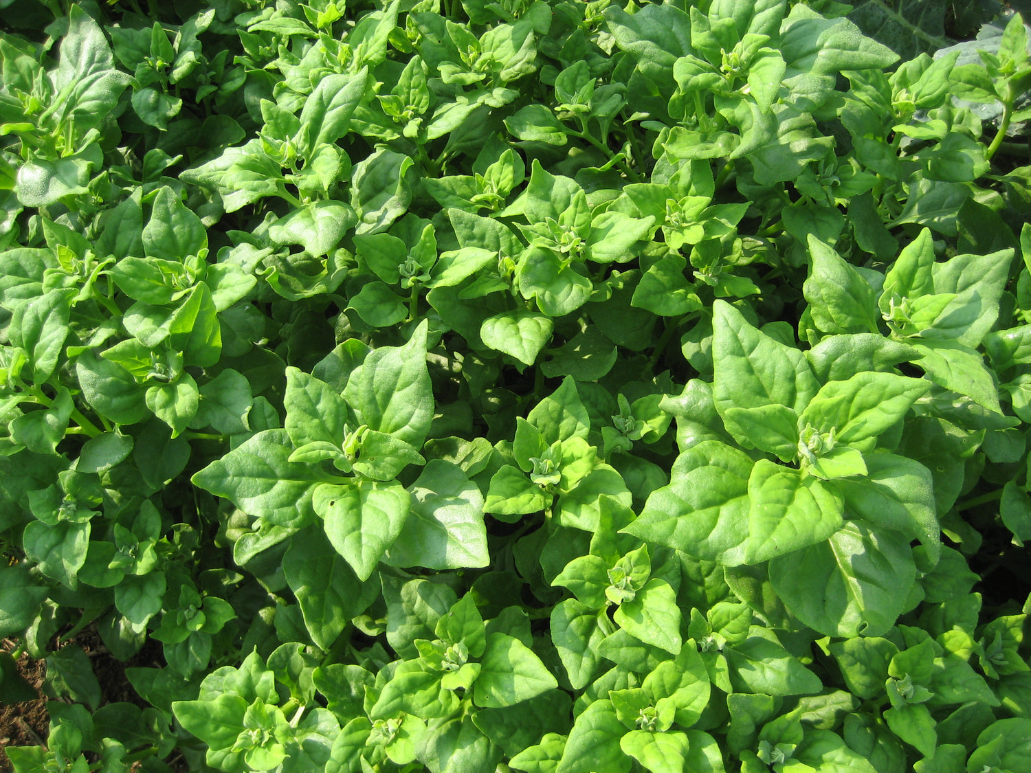 Makes a great edible ground cover.
