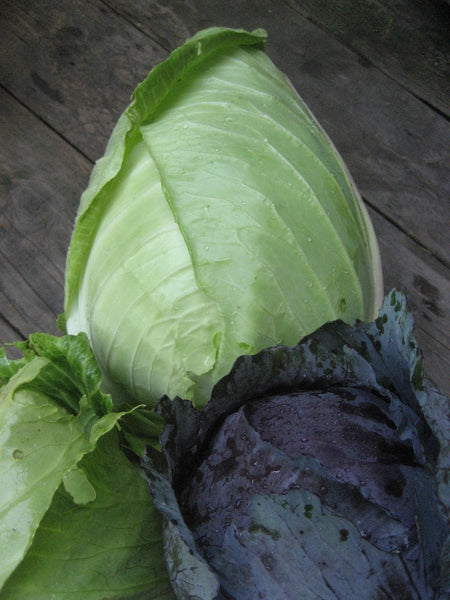 Pictured with Red Acre Cabbage.