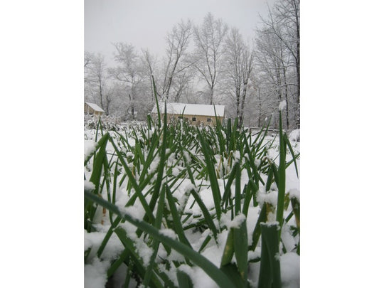 Evergreen Scallion Seedlings