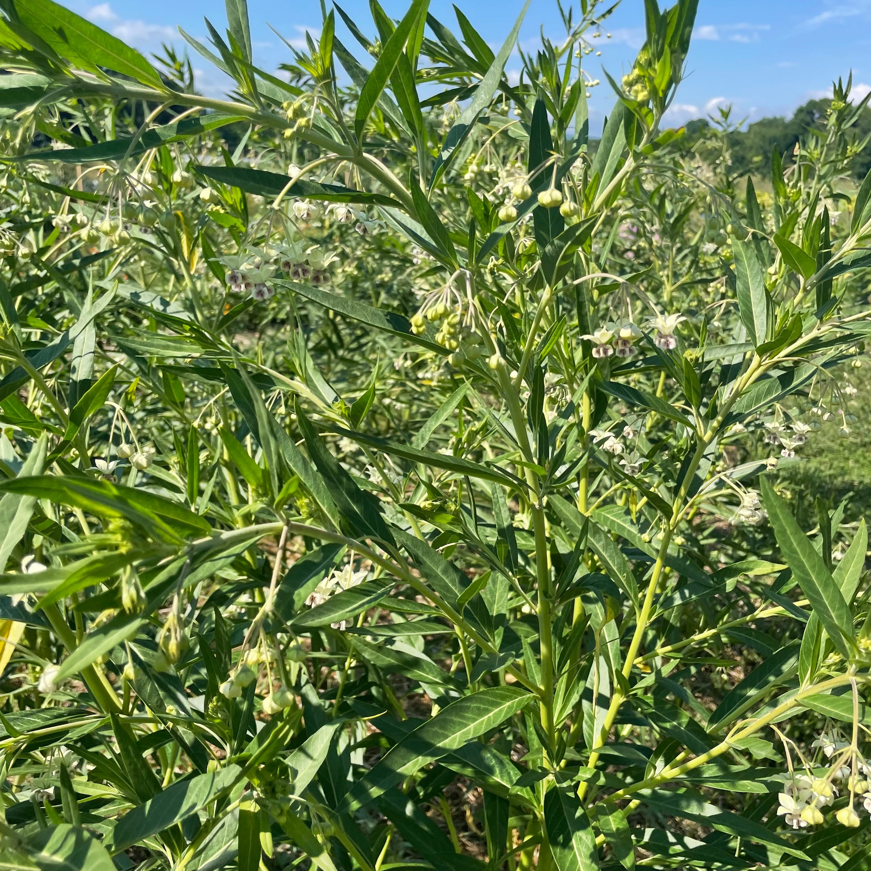 Hairy Balls Milkweed (Gomphocarpus)