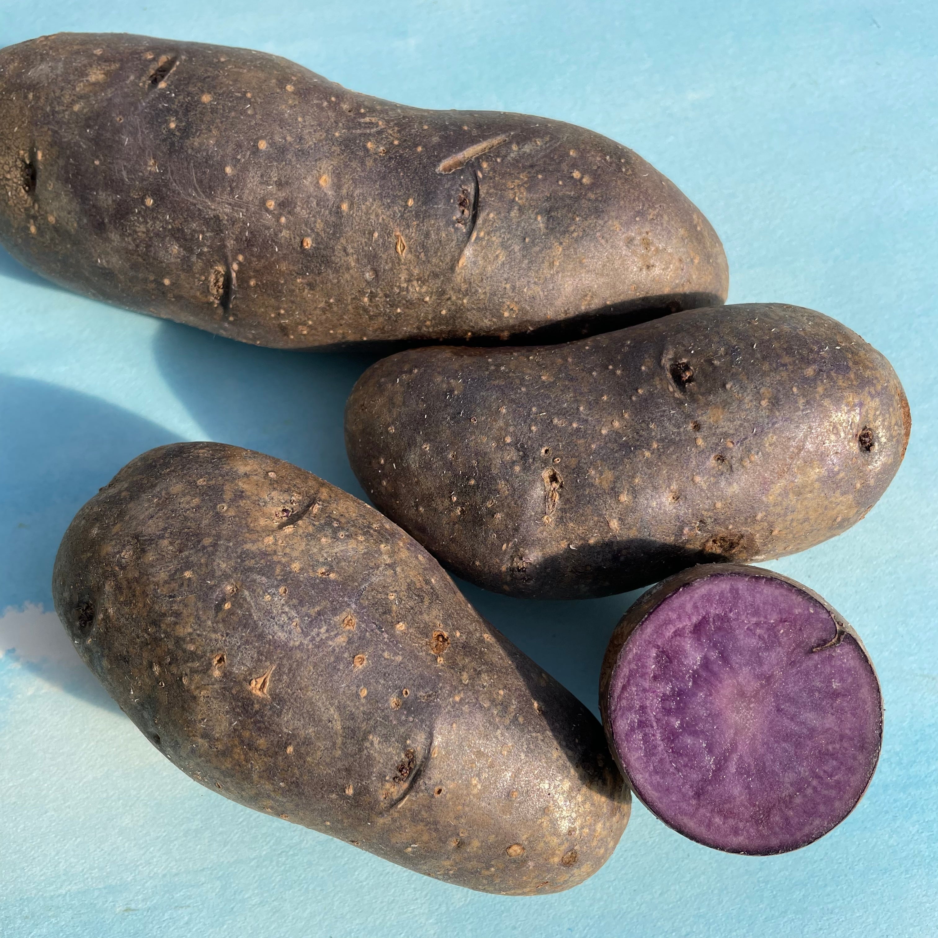 Organic Sweet Potatoe, overseas season update