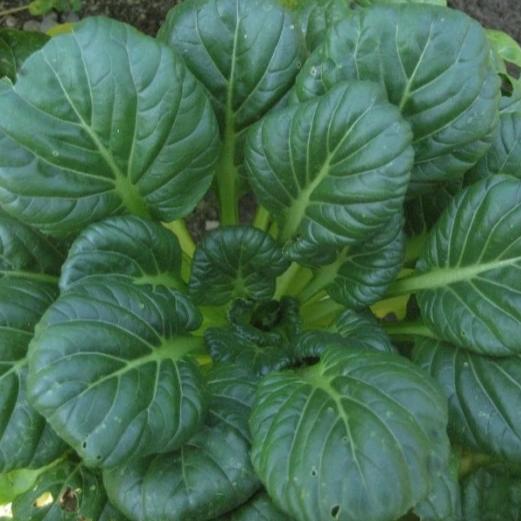Tatsoi Seedlings