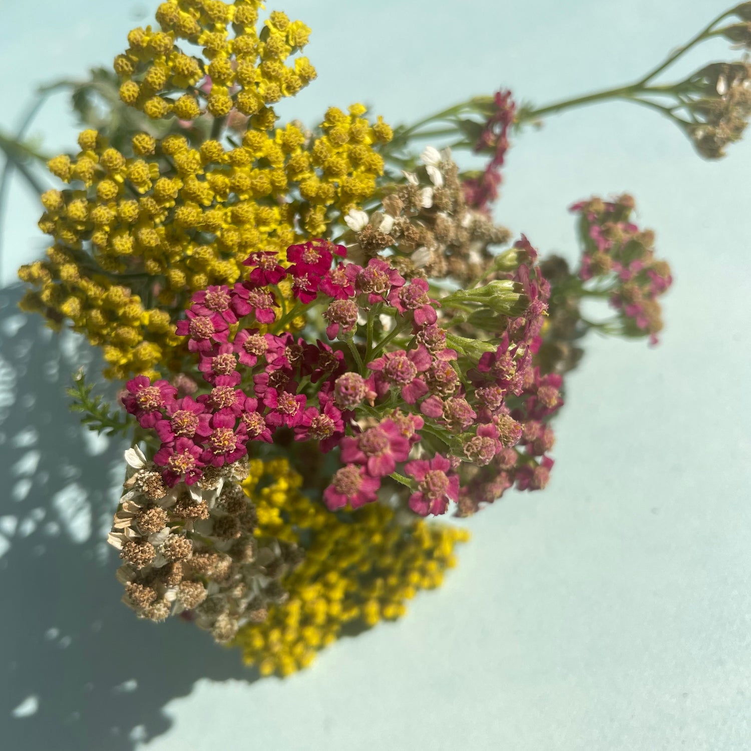 Multi-Hued Yarrow Mix