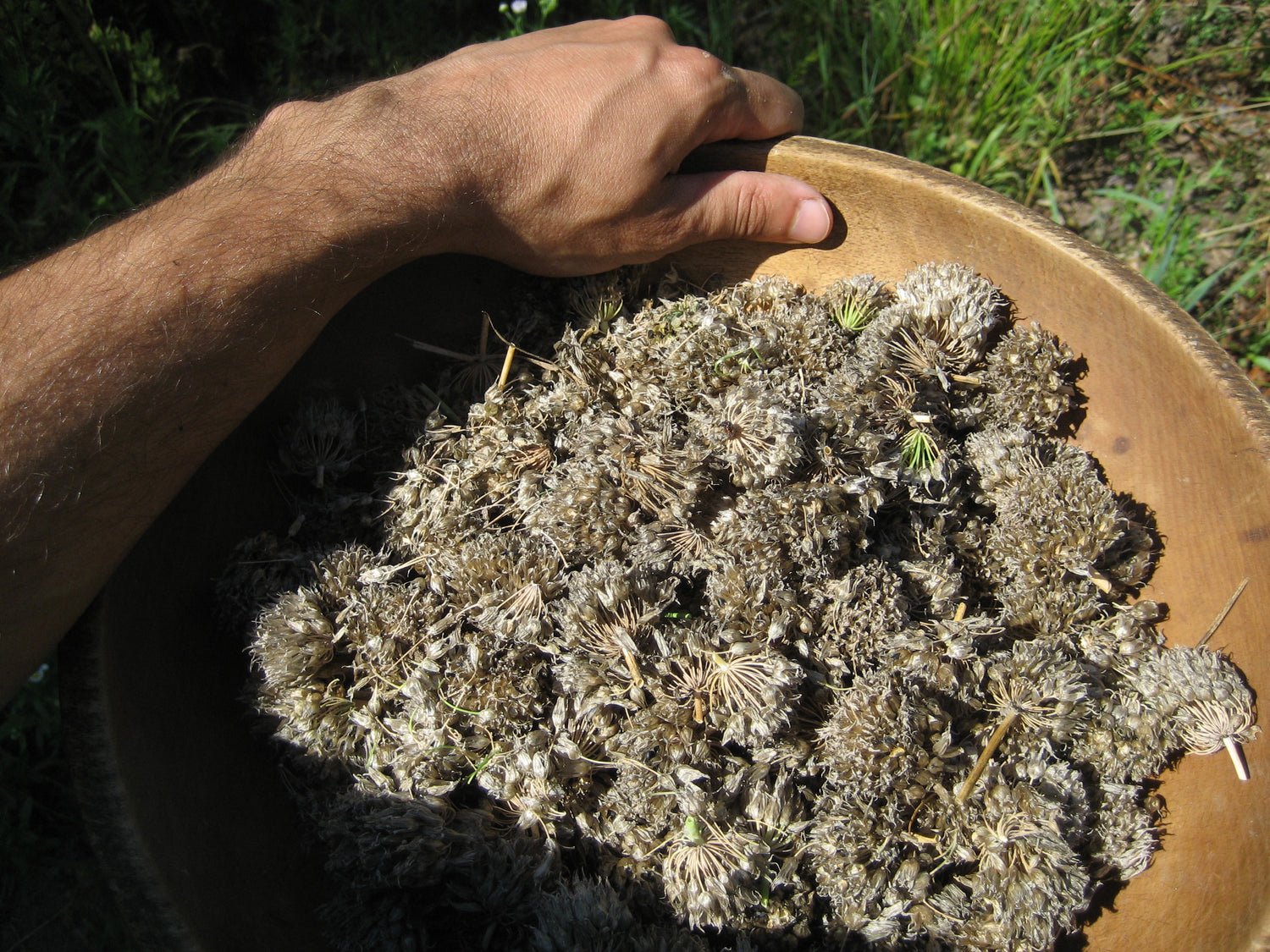 Collecting seed heads.