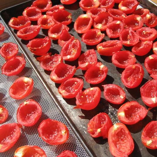 Principe Borghese Sun Dried Tomato Seedlings