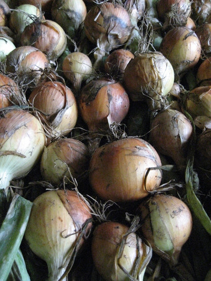 Clear Dawn Onion Seedlings
