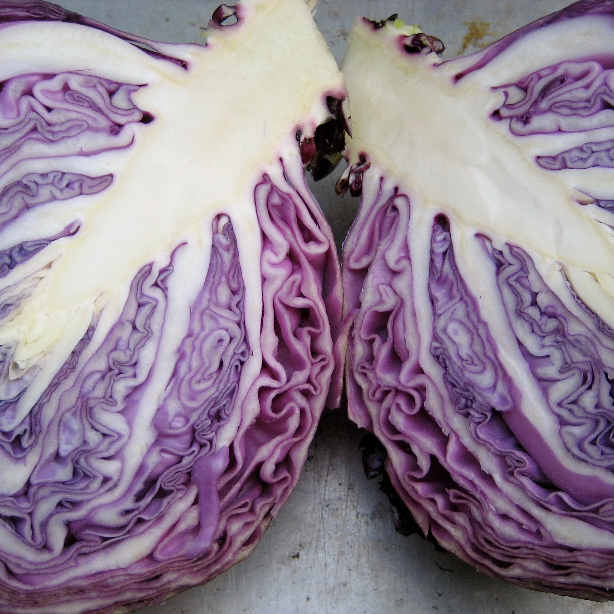 Red Acre Cabbage Seedlings