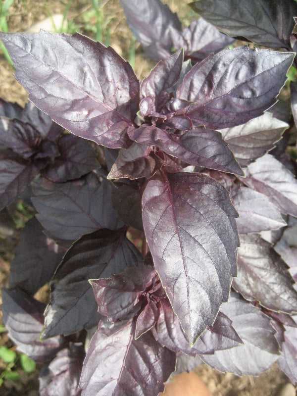 Dark Opal Basil Seedlings