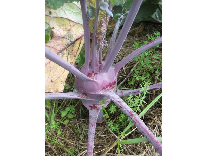 Purple Vienna Kohlrabi Seedlings