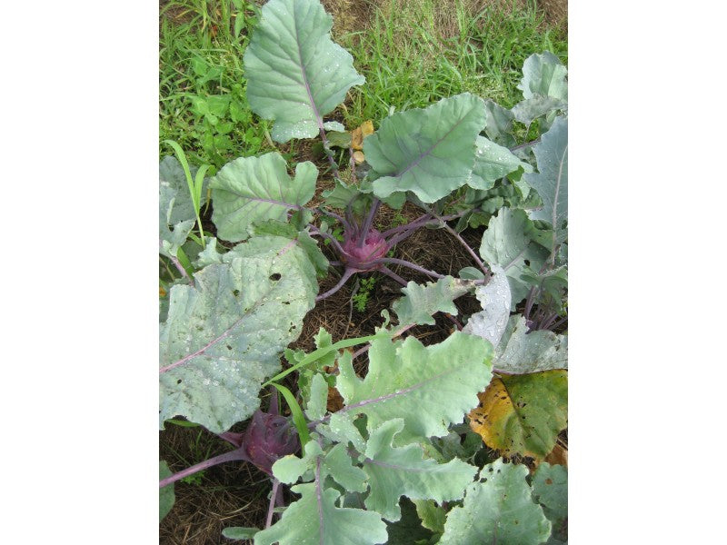 Purple Vienna Kohlrabi Seedlings