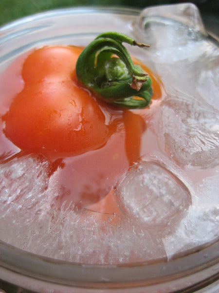 Glacier Tomato Seedlings