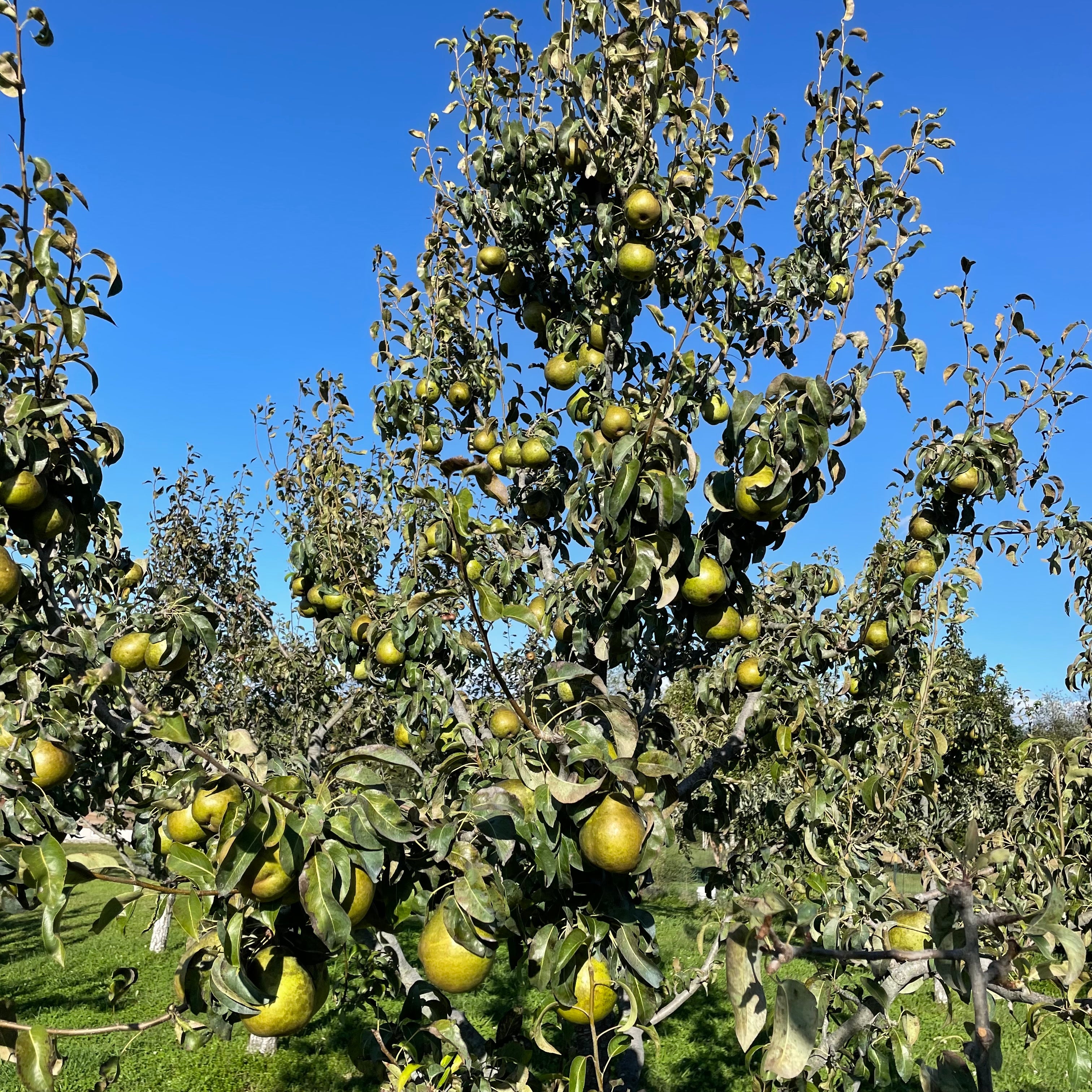 Anjou Pear Tree