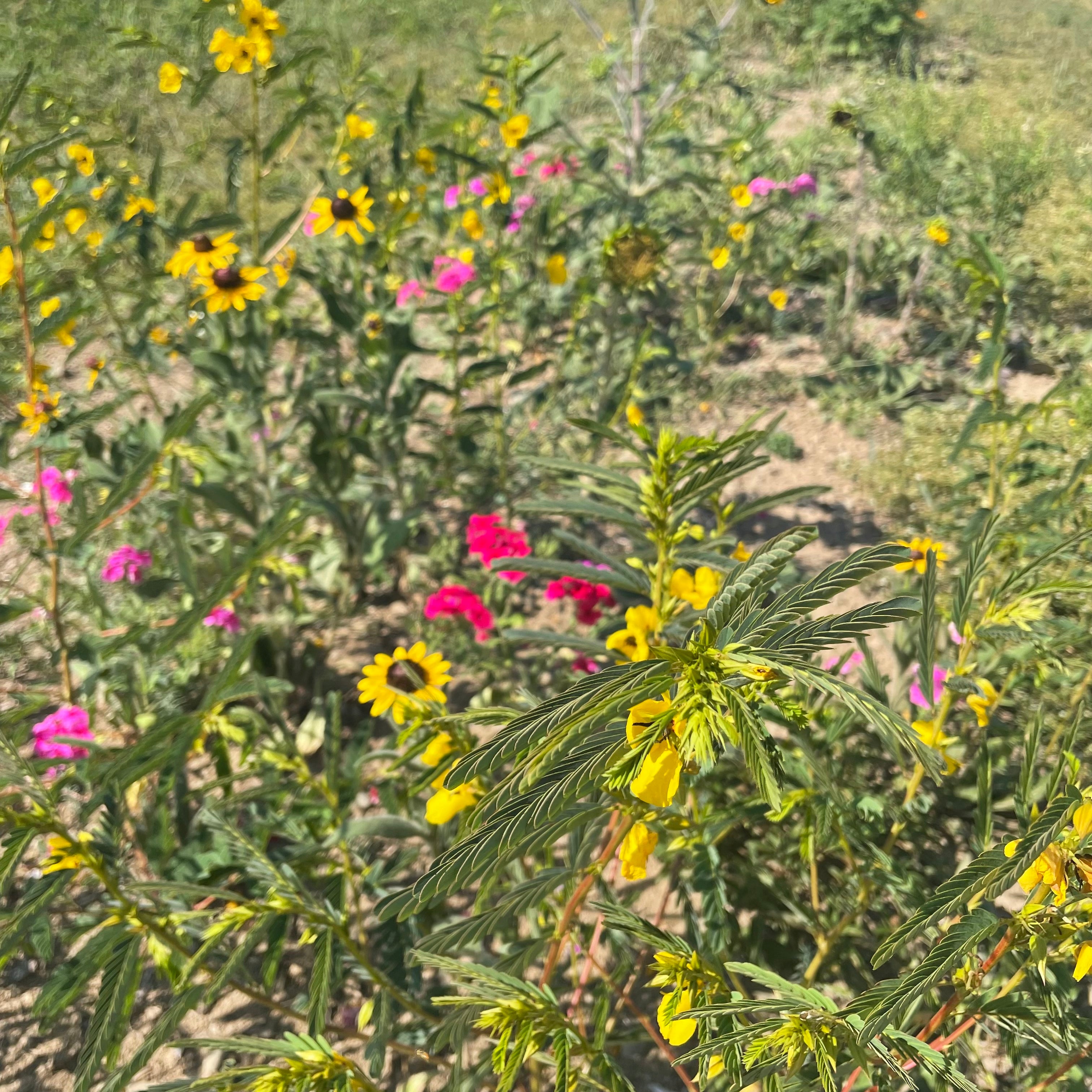 For the Birds Flower Mix