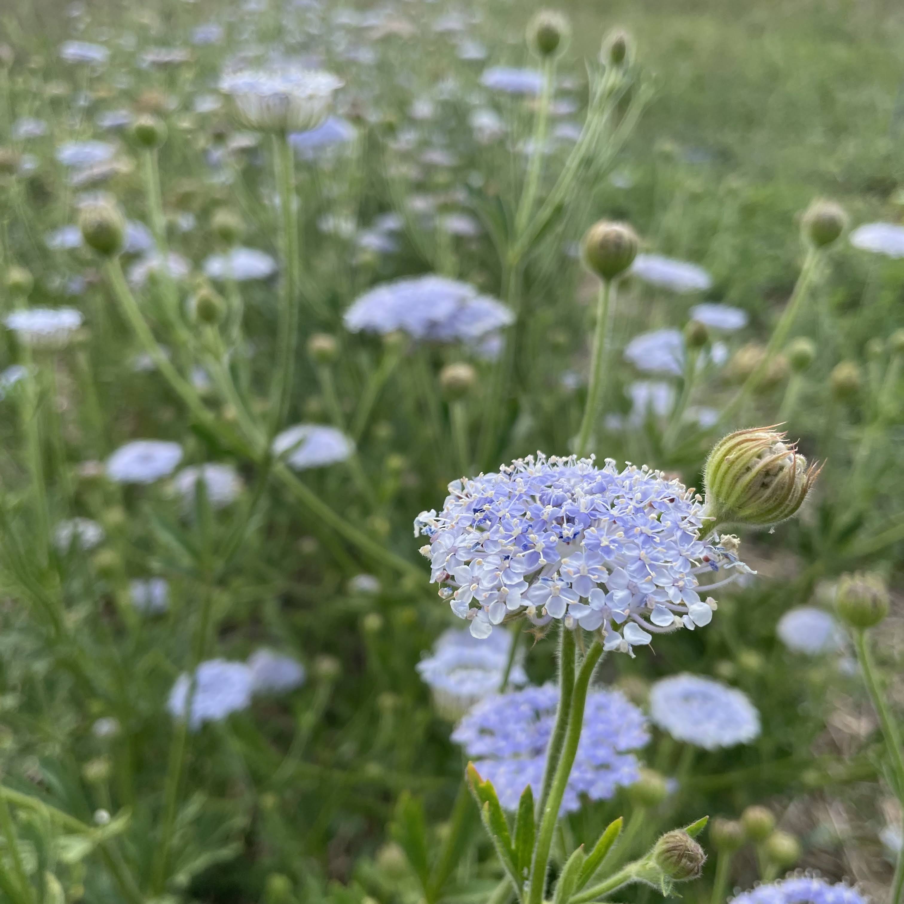 Didiscus Lace Flower Mix