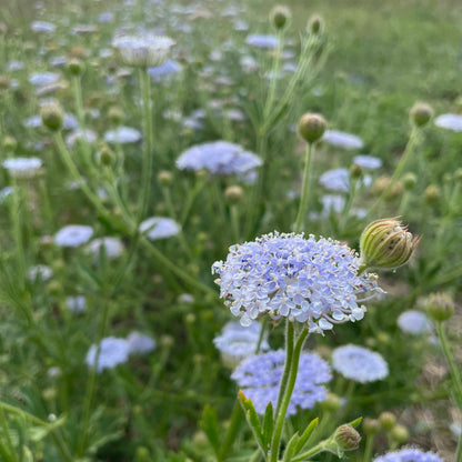 Didiscus Lace Flower Mix