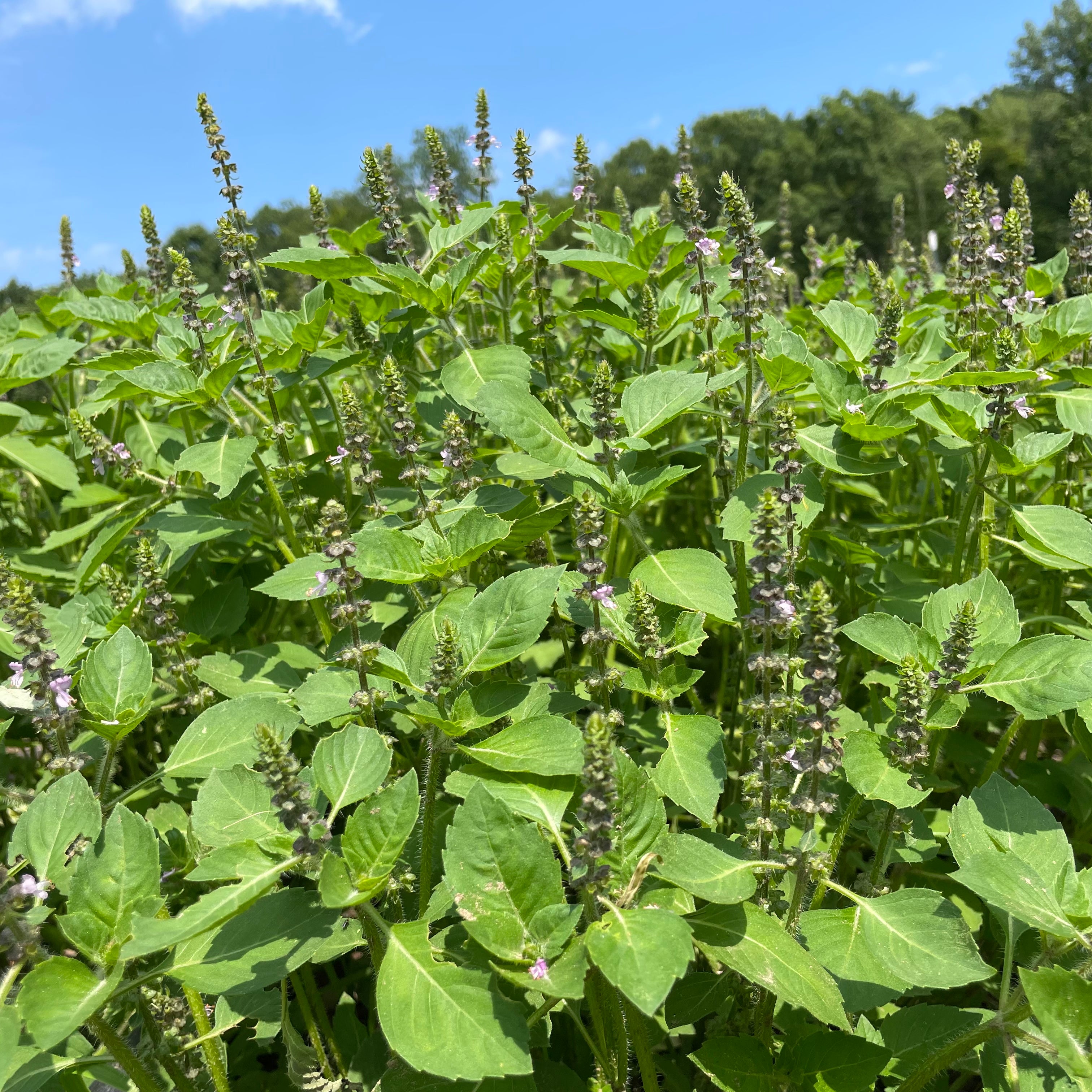 Sacred Basil Organic Seeds