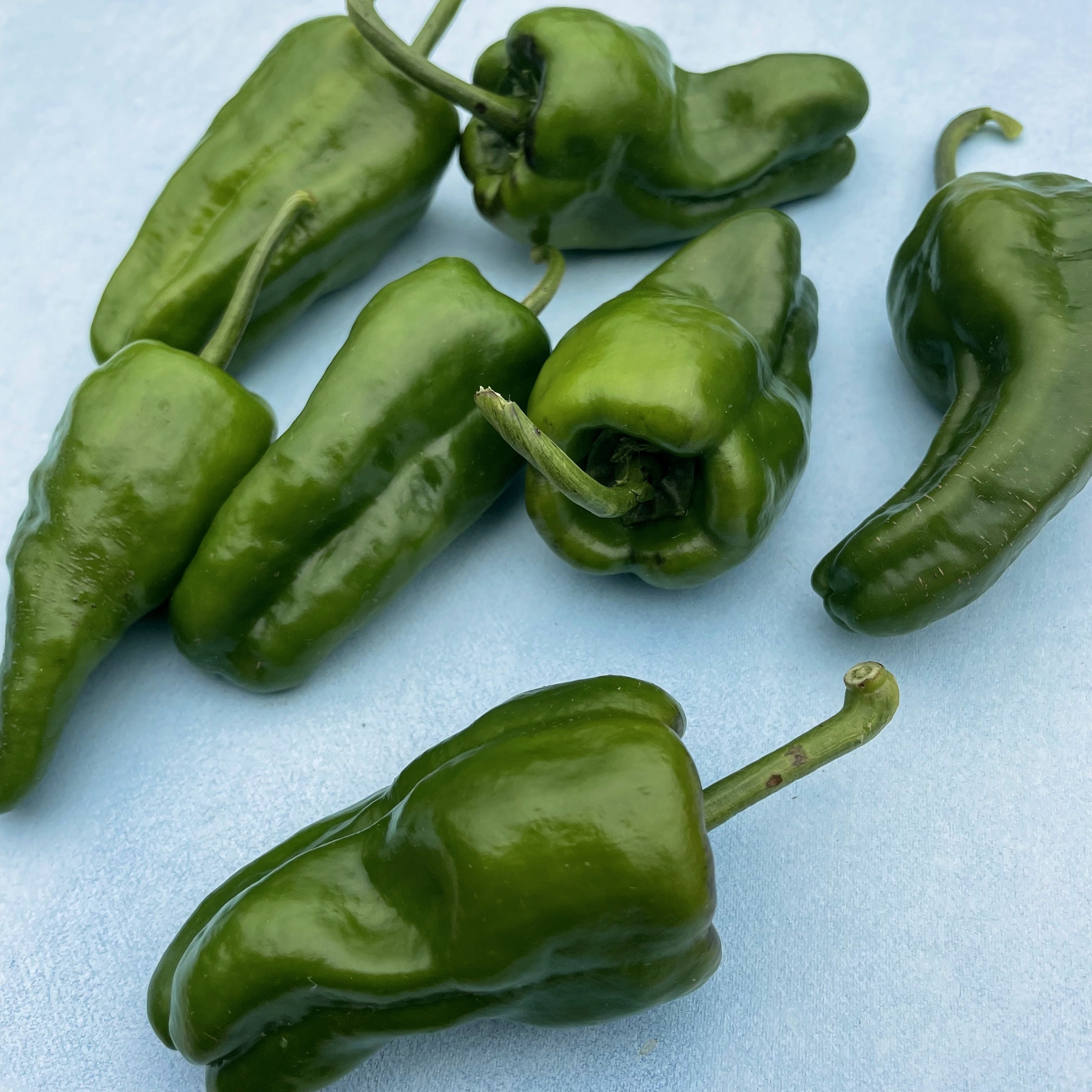 Padron Hot Pepper