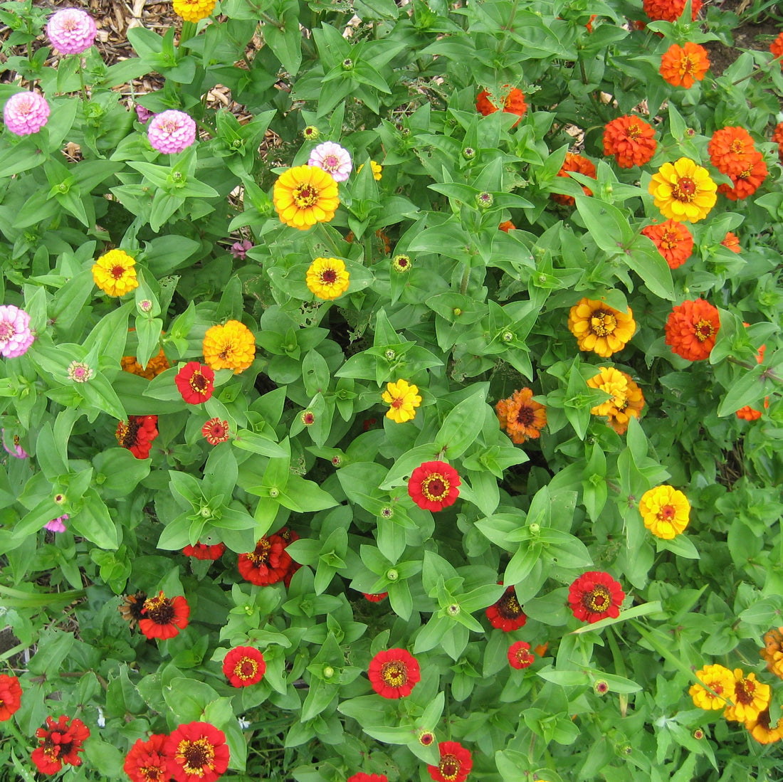 State Fair Zinnia Seedlings