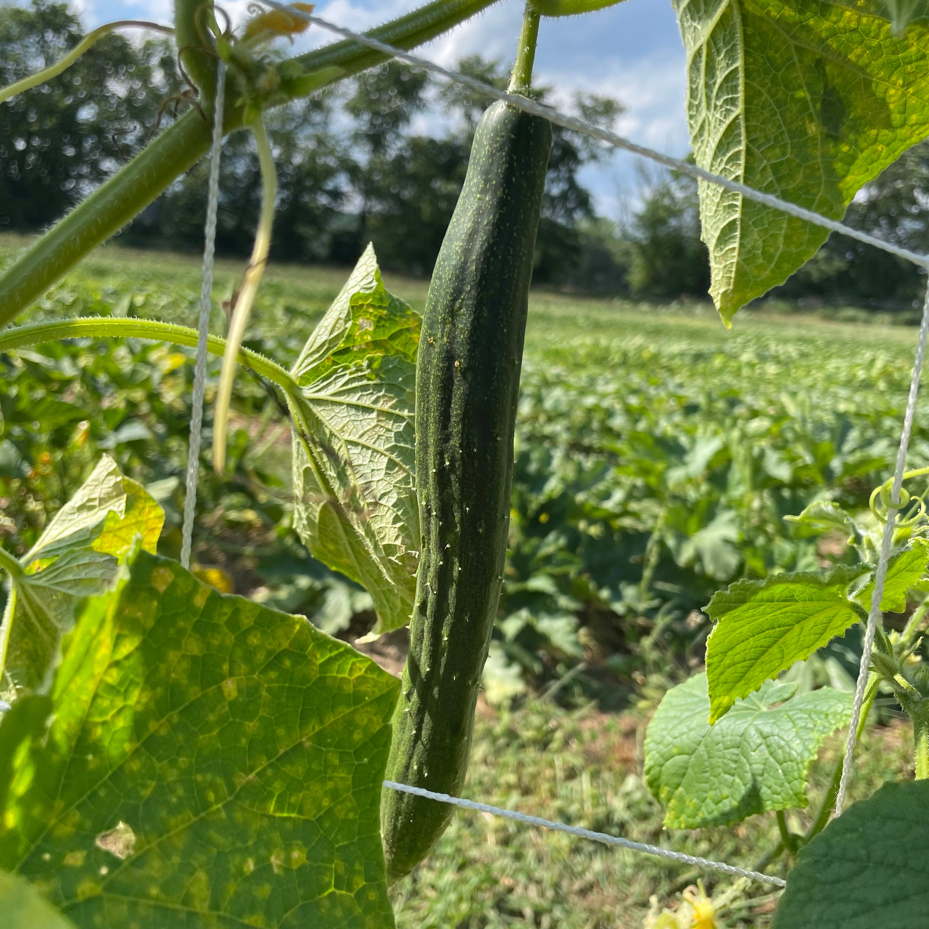 Yamato Sanjaku Cucumber