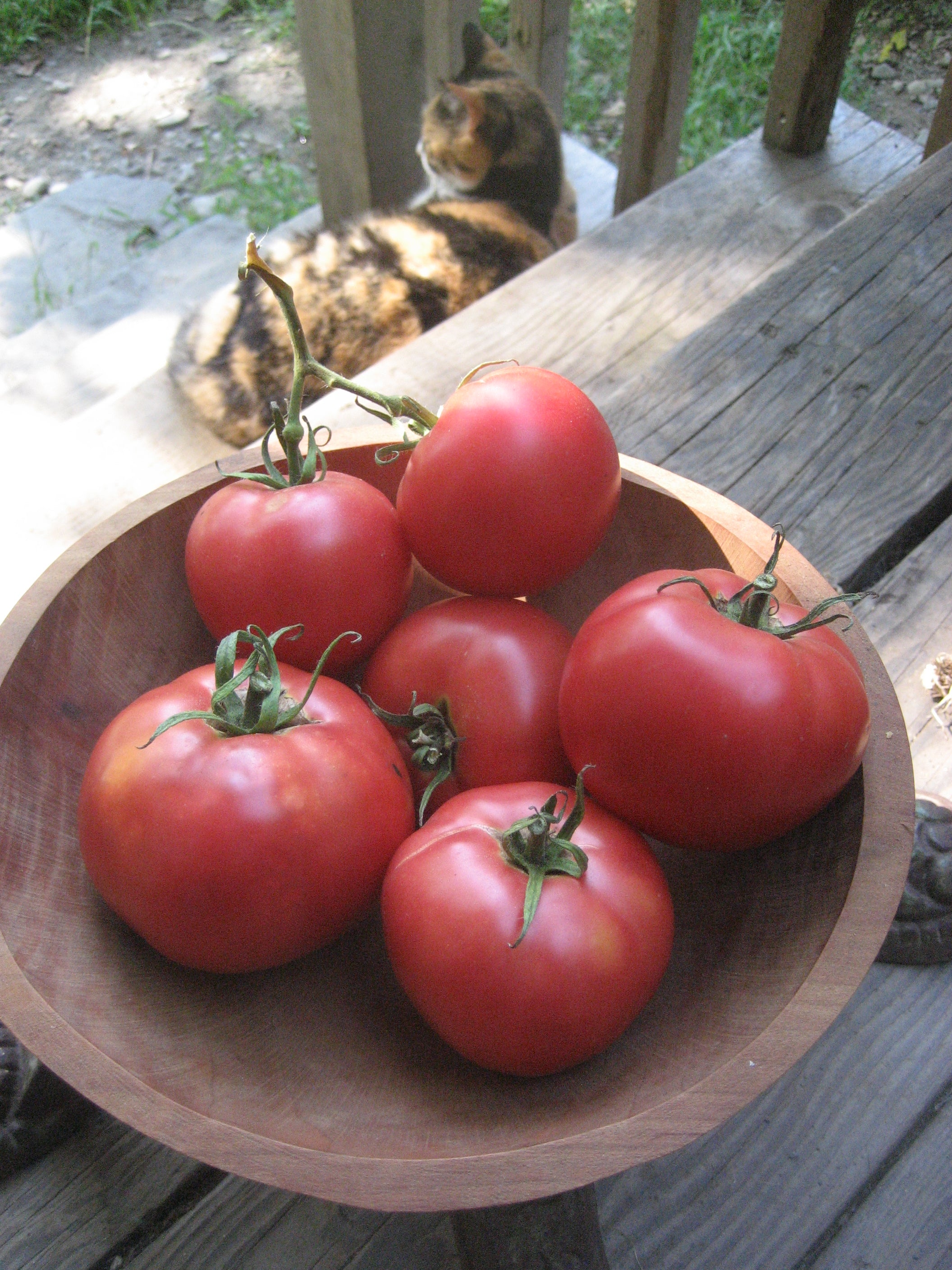 Bumpy the cat- not interested in tomatoes.