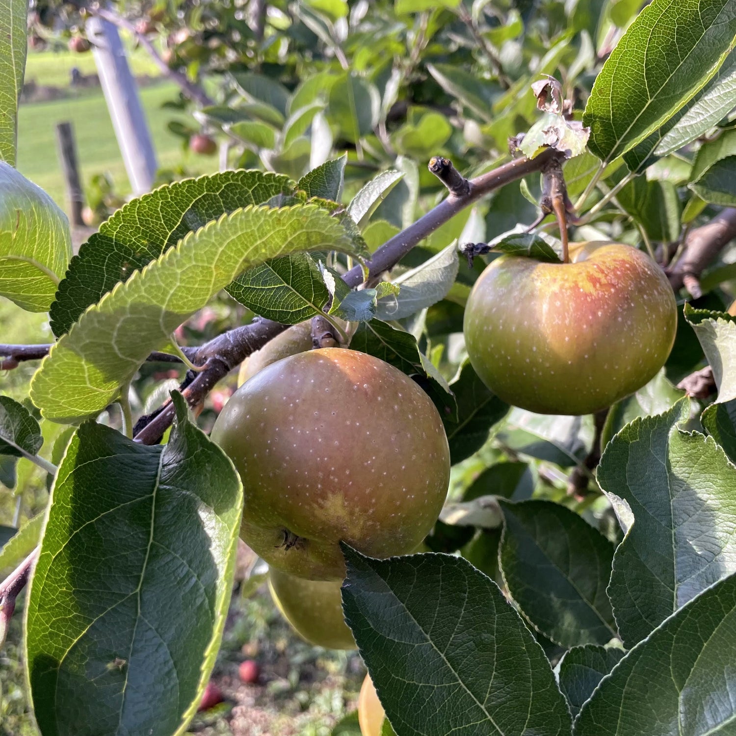 Northern Spy Apple Tree