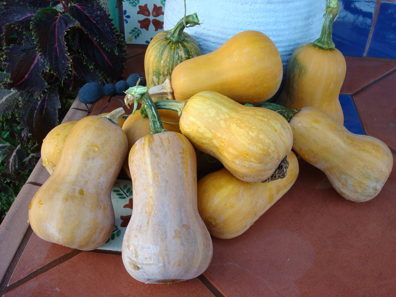 Honeynut Squash Seedlings